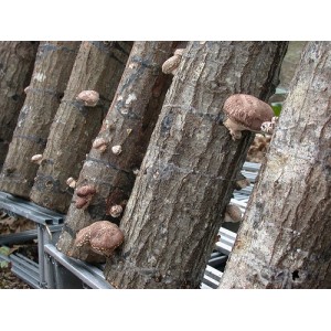 Мицелий для выращивания грибов шиитаке 1кг.